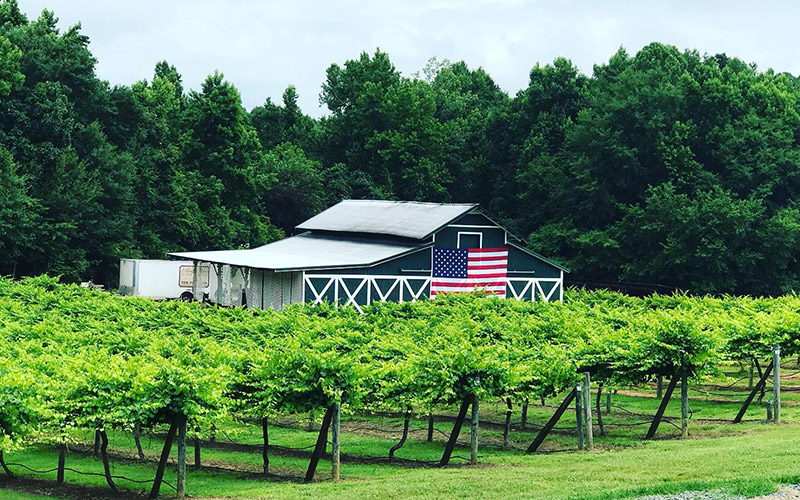 rockyrivervineyards2