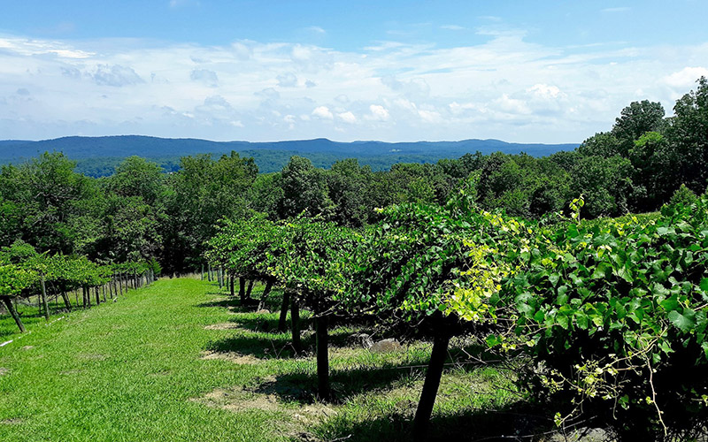 stonymountainvineyard